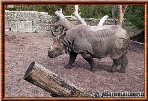 Rhinoceros indien zoo de Bale