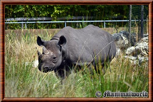 Rhinoceros noir (Diceros bicornis)