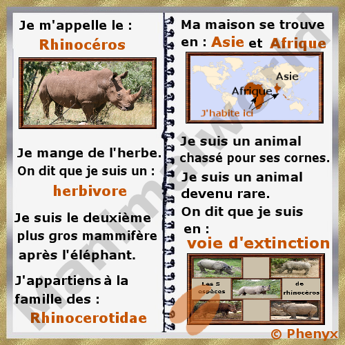 Rhinoceros pour enfants