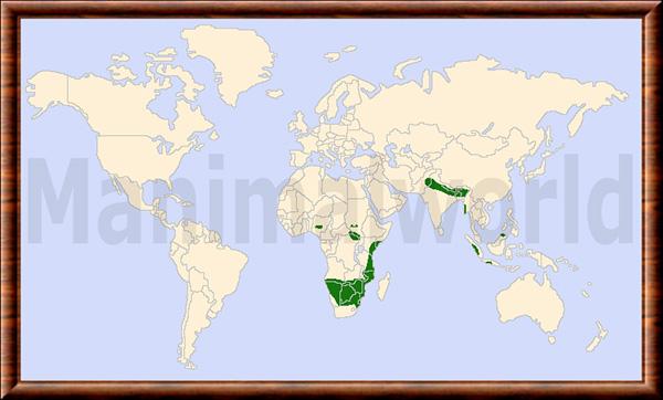 Rhinoceros repartition