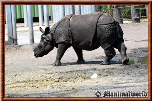 Rhinoceros unicornis