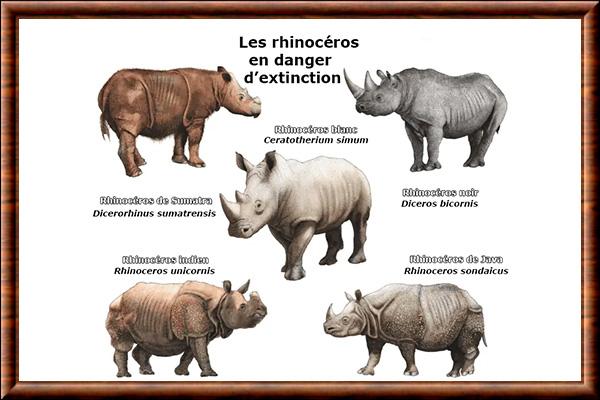 Rhinocerotidae