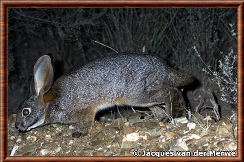 Riverine rabbit (Bunolagus monticularis)