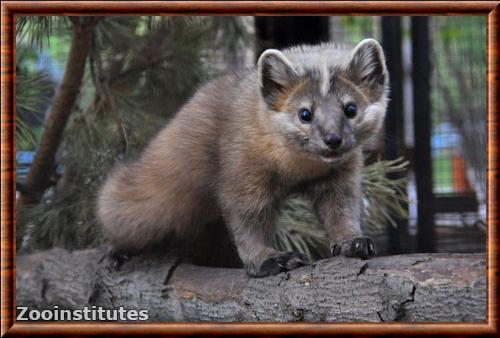 Sable (Martes zibellina)