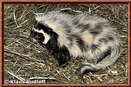 Saharan striped polecat (Ictonyx libyca)