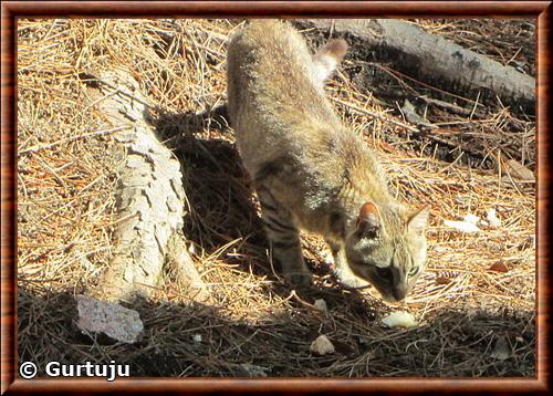 Sardinian wildcat