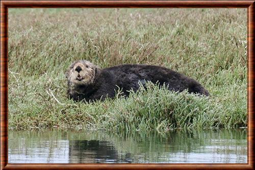 Sea otter (Enhydra lutris)