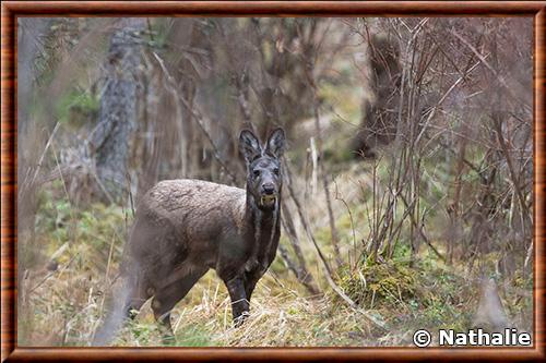 Siberian musk deer (Moschus moschiferus)