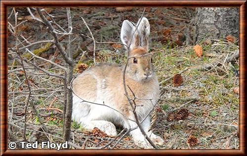 Snowshoe hare (Lepus americanus)