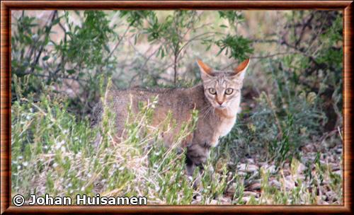 Southern African wildcat (Felis lybica cafra)