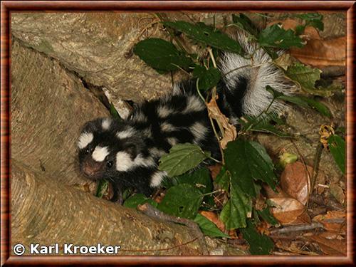 Southern spotted skunk (Spilogale angustifrons)