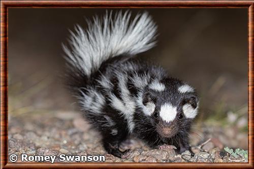 Spilogale gracilis