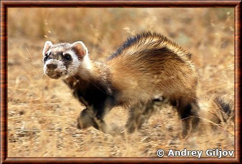 Steppe polecat (Mustela eversmanii)