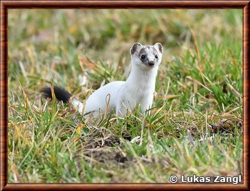 Stoat (Mustela erminea)