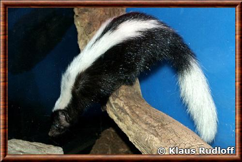 Striped hog-nosed skunk (Conepatus semistriatus)