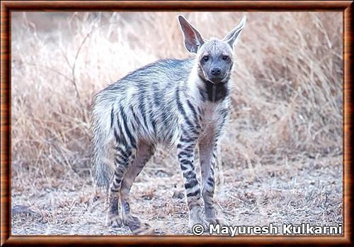 Striped hyena (Hyaena hyaena)
