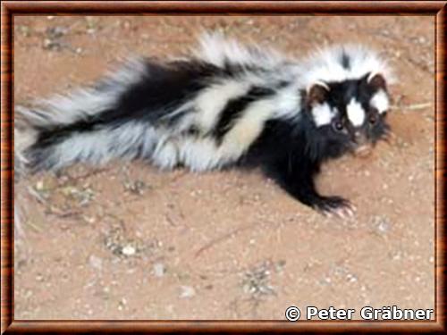 Striped polecat (Ictonyx striatus)