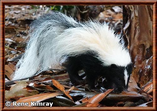 Striped skunk (Mephitis mephitis)