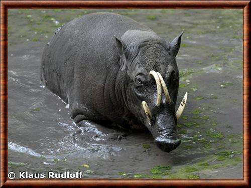 Sulawesi Babirusa (Babyrousa celebensis)