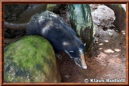 Sumatran hog badger (Arctonyx hoevenii)