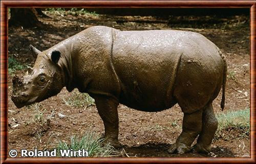 Sumatran Rhinoceros (Dicerorhinus sumatrensis)