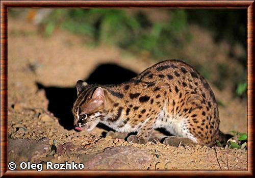 Sunda leopard cat (Prionailurus javanensis)