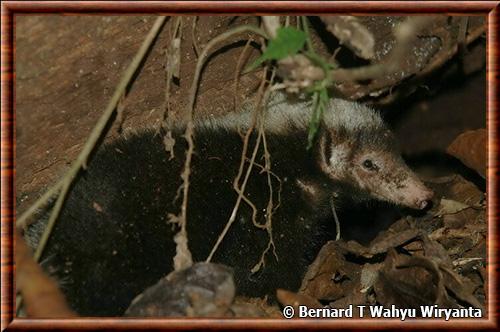 Sunda Stink-badger (Mydaus javanensis)