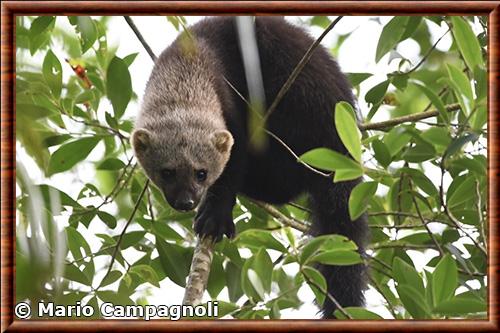 Tayra (Eira barbara)