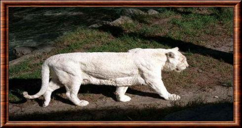 Tigre albinos