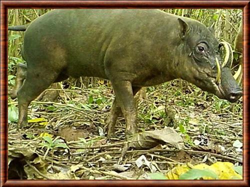 Togian babirusa (Babyrousa togeanensis)