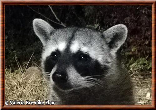 Tres Marias raccoon (Procyon lotor insularis)