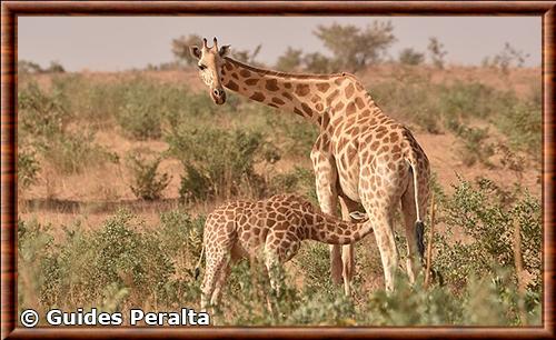 West African giraffe (Giraffa camelopardalis peralta)