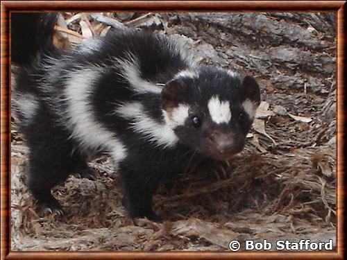 Western spotted skunk (Spilogale gracilis)