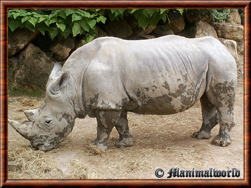 White rhinoceros (Ceratotherium simum)