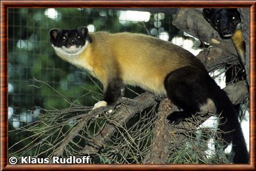 Yellow-Throated Marten (Martes flavigula)